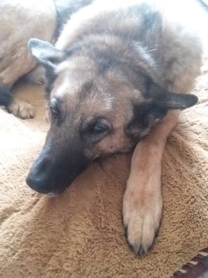 Lola still looking down and sad on her second day after her emergency.