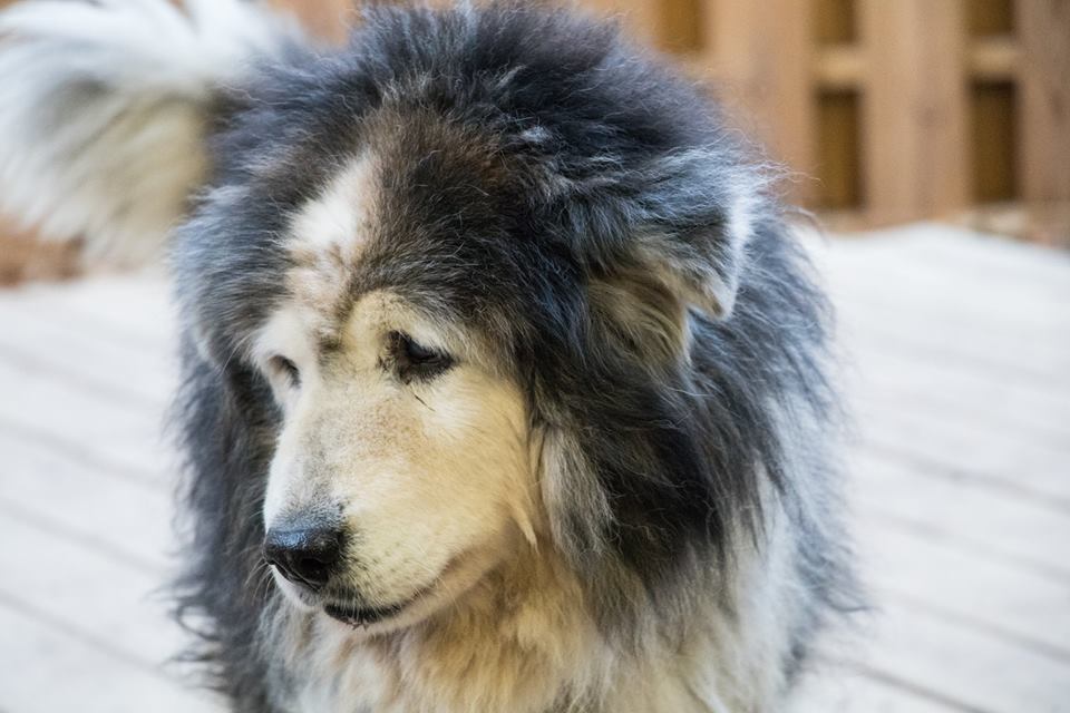 Leo is the star at the Old Friends Senior Dog Sanctuary in Tennessee.